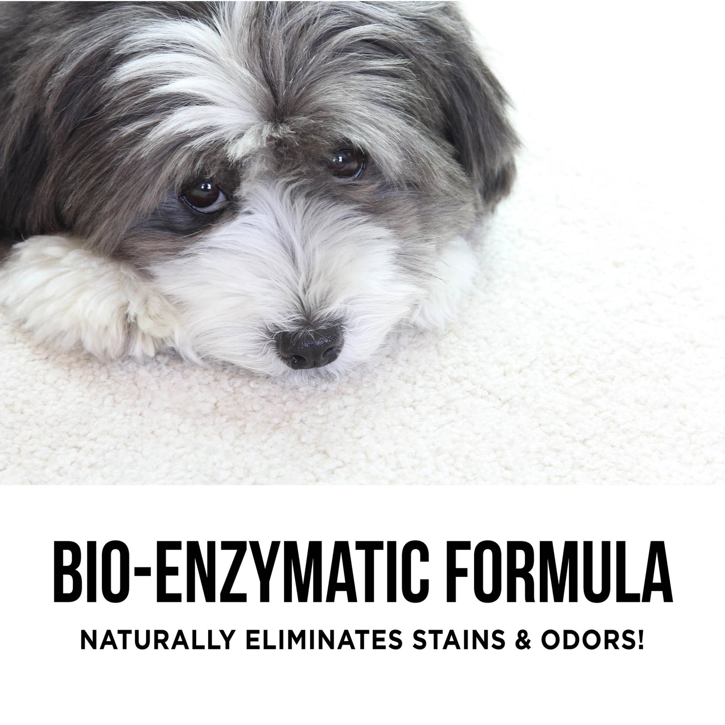 The Only Pet Stain and Odor Remover You Need
