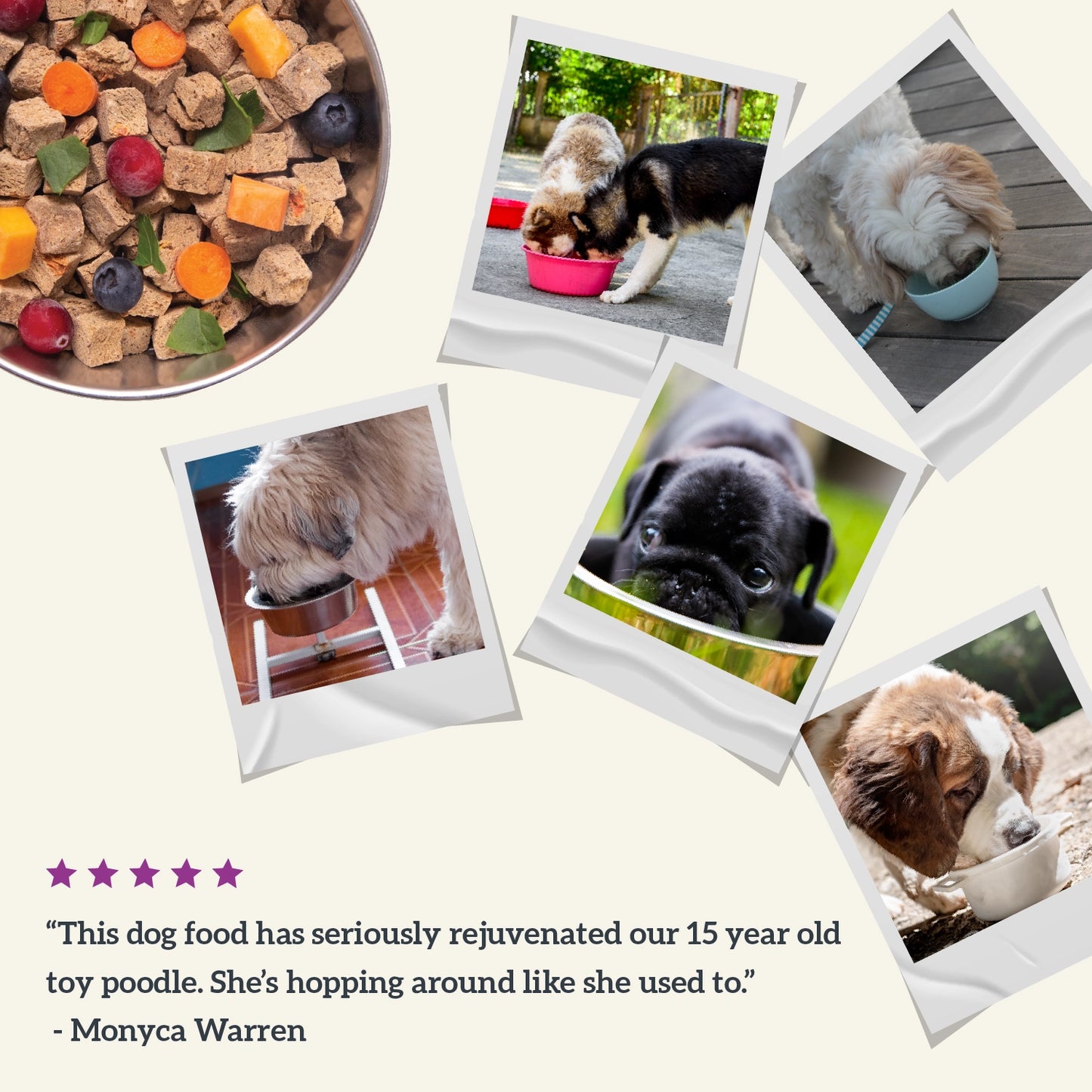 Dry Dog Food Holistic Gently Air Dried Salmon Recipe